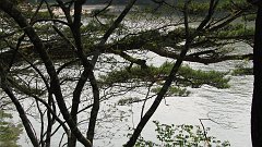 japan trees and water